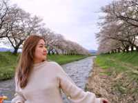 ชมซากุระกว่า280ต้น ริมแม่น้ำ Funakawa 