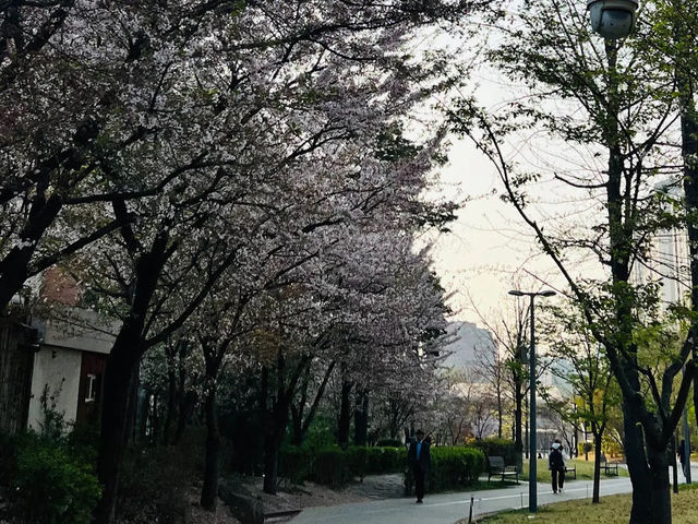 🌸「首爾書街：春天櫻花美景，適合閱讀和攝影」🌸