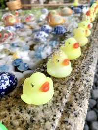 【京都観光】可愛いアヒルがお出迎え♡花玉手水に癒される寺院
