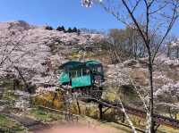 Cherry Blossom in Funaoka Castle Ruins Park