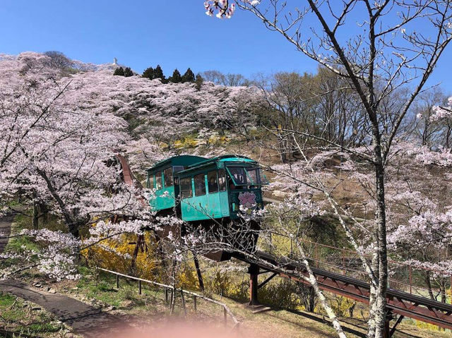 Cherry Blossom in Funaoka Castle Ruins Park
