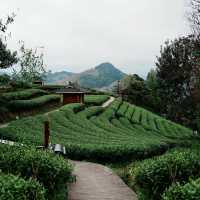 熊空茶園：美麗茶園