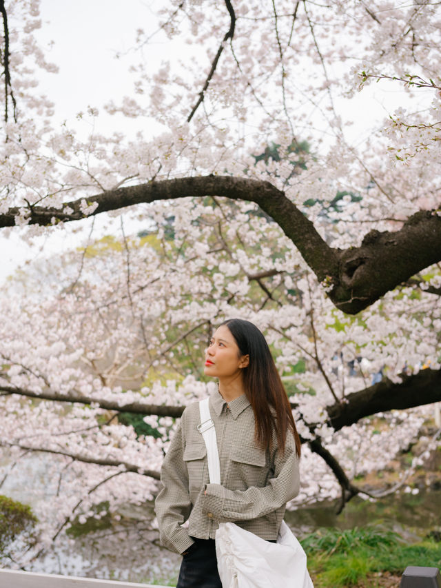 ปิกนิกชิลๆ ที่ ‘สวน Shinjuku Gyoen’ 🌸🌳