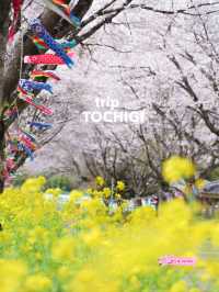 【栃木】桜と春風に揺れる🎏公園
