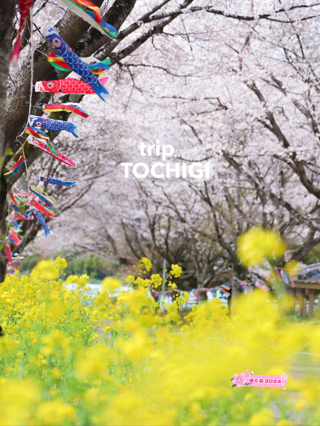 【栃木】桜と春風に揺れる🎏公園