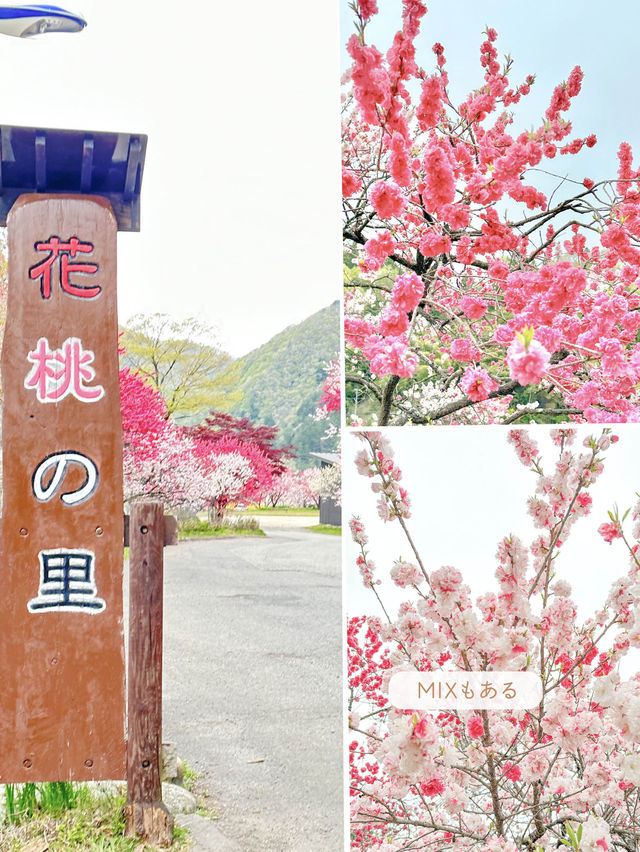 【長野】一度は絶対行きたい日本一の桃源郷