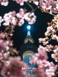 【雑誌風】東京周辺の桜撮影スポット７選！FOCUS Vol.002