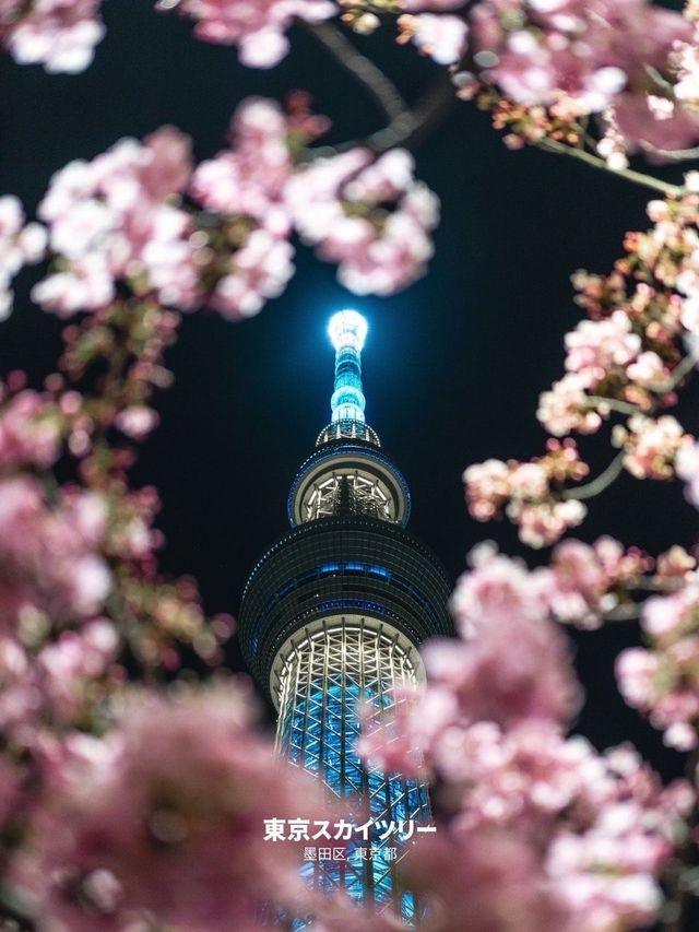 【雑誌風】東京周辺の桜撮影スポット７選！FOCUS Vol.002