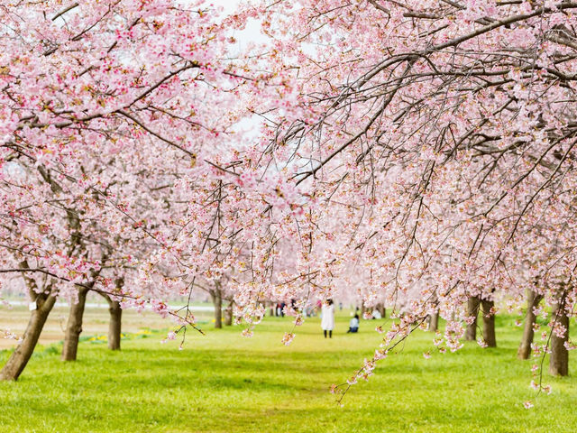 北淺羽櫻堤公園櫻花