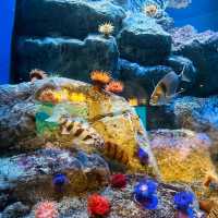 COEX商場內巨型水族館：海底奇景