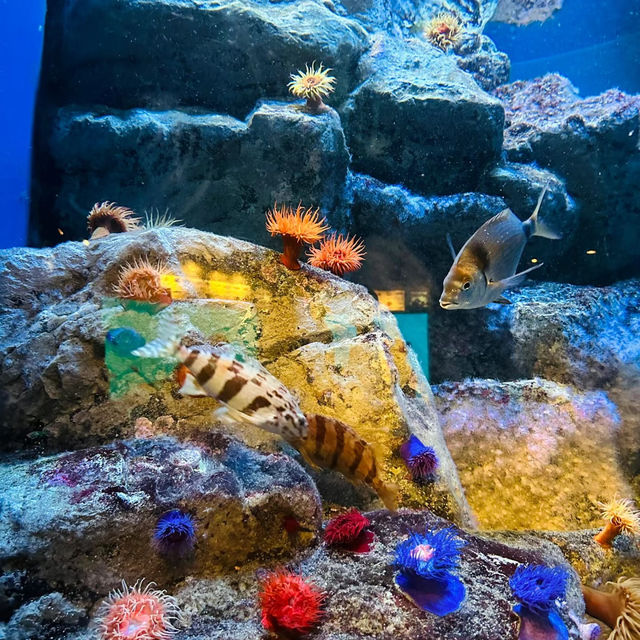 COEX商場內巨型水族館：海底奇景