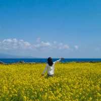 바다까지 보이는 제주도 유채꽃 명소 총정리🌼