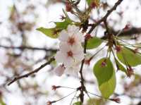 【日本🇯🇵廣島縮景園之二】：除了賞櫻🌸，還有很多其他花卉🌸🪻🌼🪷可欣賞啊‼️