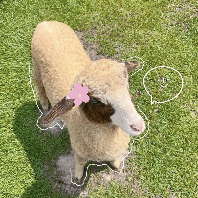 🐑ฟาร์มแกะเข้าฟรีที่นครศรีฯ