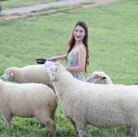 เที่ยวฟาร์มแกะ.. Akha Farmville