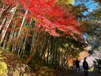 【鎌倉】まだあまり知られていない、自然を感じられる紅葉スポット