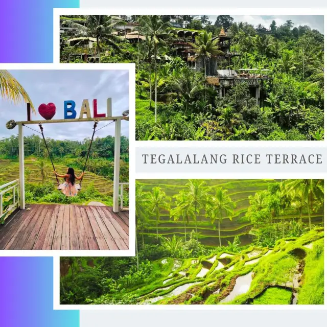 Zip, Swing, and Harvest Fun at Tegalalang