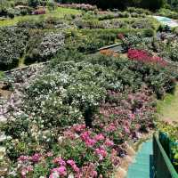 【長野県/高遠　約270種類のバラが咲く丘の上のローズガーデン🌹】