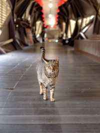 Houtong Cat Village หมู่บ้านแมวไทเปสุดคิ้ว 🏠🐈