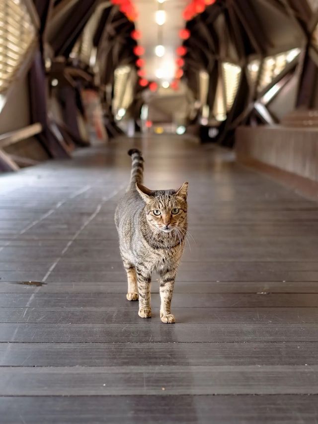 Houtong Cat Village หมู่บ้านแมวไทเปสุดคิ้ว 🏠🐈
