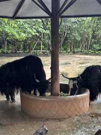 深圳野生動物園：保護與觀賞，充滿教育價值