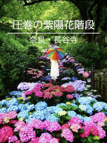 あじさい寺 階段絵画の油絵 油絵 絵画 あじさいの道 紫陽花の咲く参道 油彩