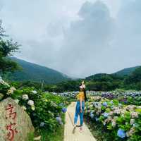 with beautiful flowers near the mountains❤️