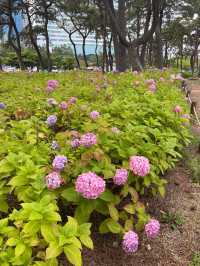 💙🩷해운대 송림공원 개화율 꼭 보세요🩷💙