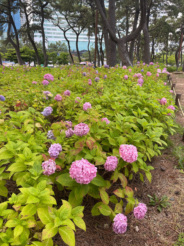 💙🩷해운대 송림공원 개화율 꼭 보세요🩷💙