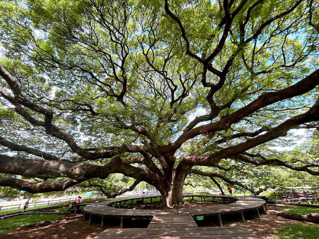 Testament of Nature’s Beauty: Monkey Pod Tree, Kanchanaburi 🇹🇭