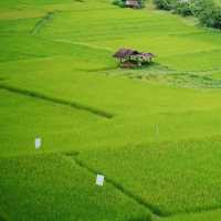 ฟาร์มเห็ดบ้านหัวน้ำ - ชมวิว ชิมพิซซ่าเห็ดโฮมเมด