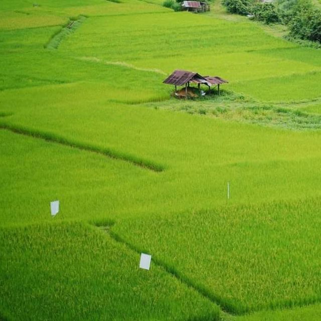 ฟาร์มเห็ดบ้านหัวน้ำ - ชมวิว ชิมพิซซ่าเห็ดโฮมเมด