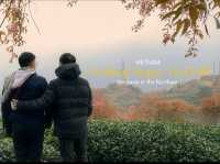 Oolong Sapa Tea Hill: A Cherry Blossom Paradise
