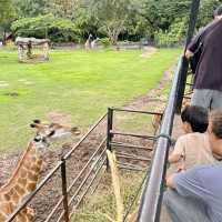 สวนสัตว์เปิดเขาเขียว 🌳 🐘🐒🦒🦓🦏🦜 🌳