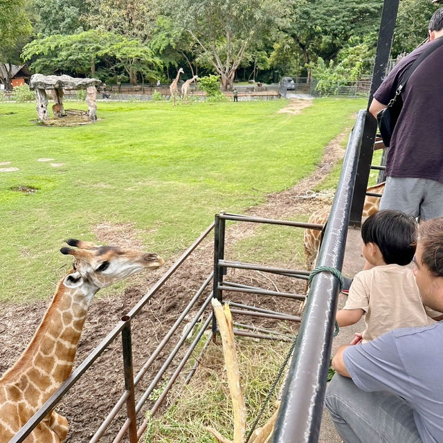 สวนสัตว์เปิดเขาเขียว 🌳 🐘🐒🦒🦓🦏🦜 🌳