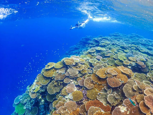 【沖縄 西表島】海亀🐢に綺麗な珊瑚！八重山諸島最強の海💓でお手軽シュノーケルツアー🏊‍♀️✨