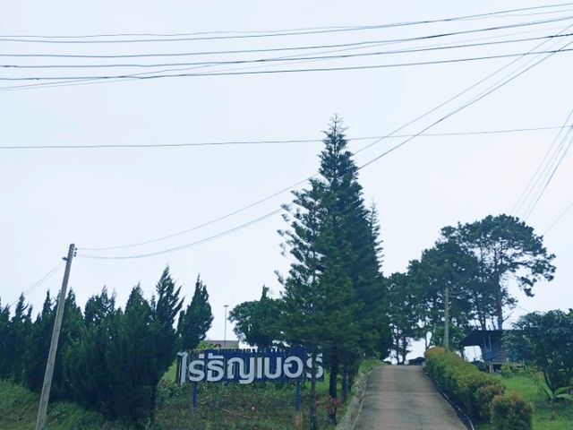 ระหว่างทาง อ.เขาค้อ ณ ไร่ธัญเบอร์รี่