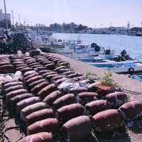 【愛知🇯🇵】多幸なタコがお出迎え🐙離島で夏満喫！