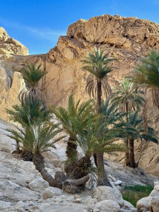 🌴 Discover the Enchanting Chebika Oasis in Tunisia 🇹🇳 