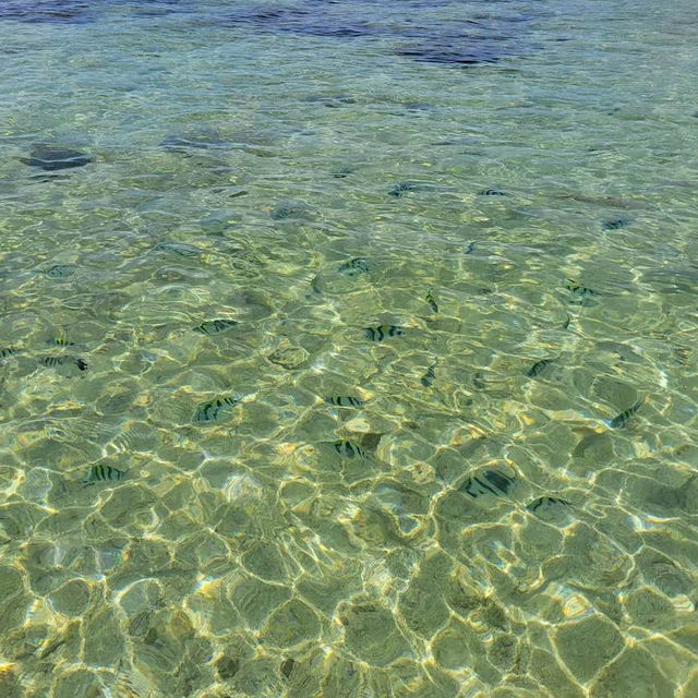 セブで1番の5つ星ホテル🐠✨