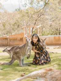 📍Bonorong Wildlife Sanctuary