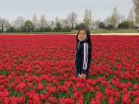 荷蘭🇳🇱公路旅行隨處可見的鬱金香花園