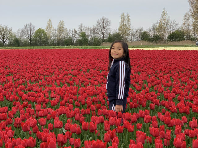 荷蘭🇳🇱公路旅行隨處可見的鬱金香花園