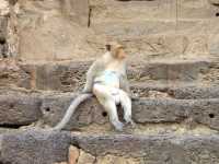 รีวิว พระปรางค์สามยอด 🐒🐒🐒