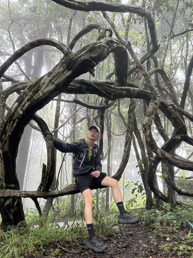 ⛰️ดอยหัวหมู เส้นทางเดินป่าจังหวัดเชียงใหม่