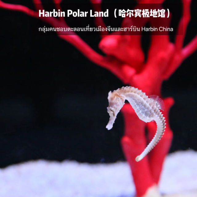 🐧Harbin Polar land 哈爾濱極地公園·極地館 