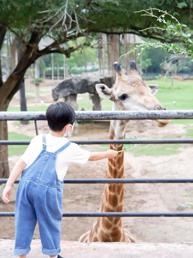 สวนสัตว์เปิดเขาเขียว จ.ชลบุรี 🦒🐘🌳 