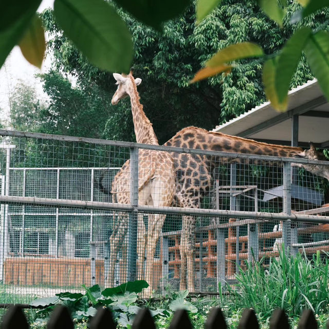 【濟南動物園】優美環境動物世界 【濟南動物園】優美環境動物世界
