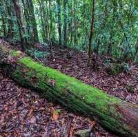 🇲🇾 Venture into Malaysia’s Ancient Taman Negara Forest
