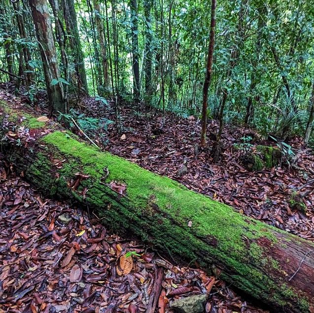 🇲🇾 Venture into Malaysia’s Ancient Taman Negara Forest